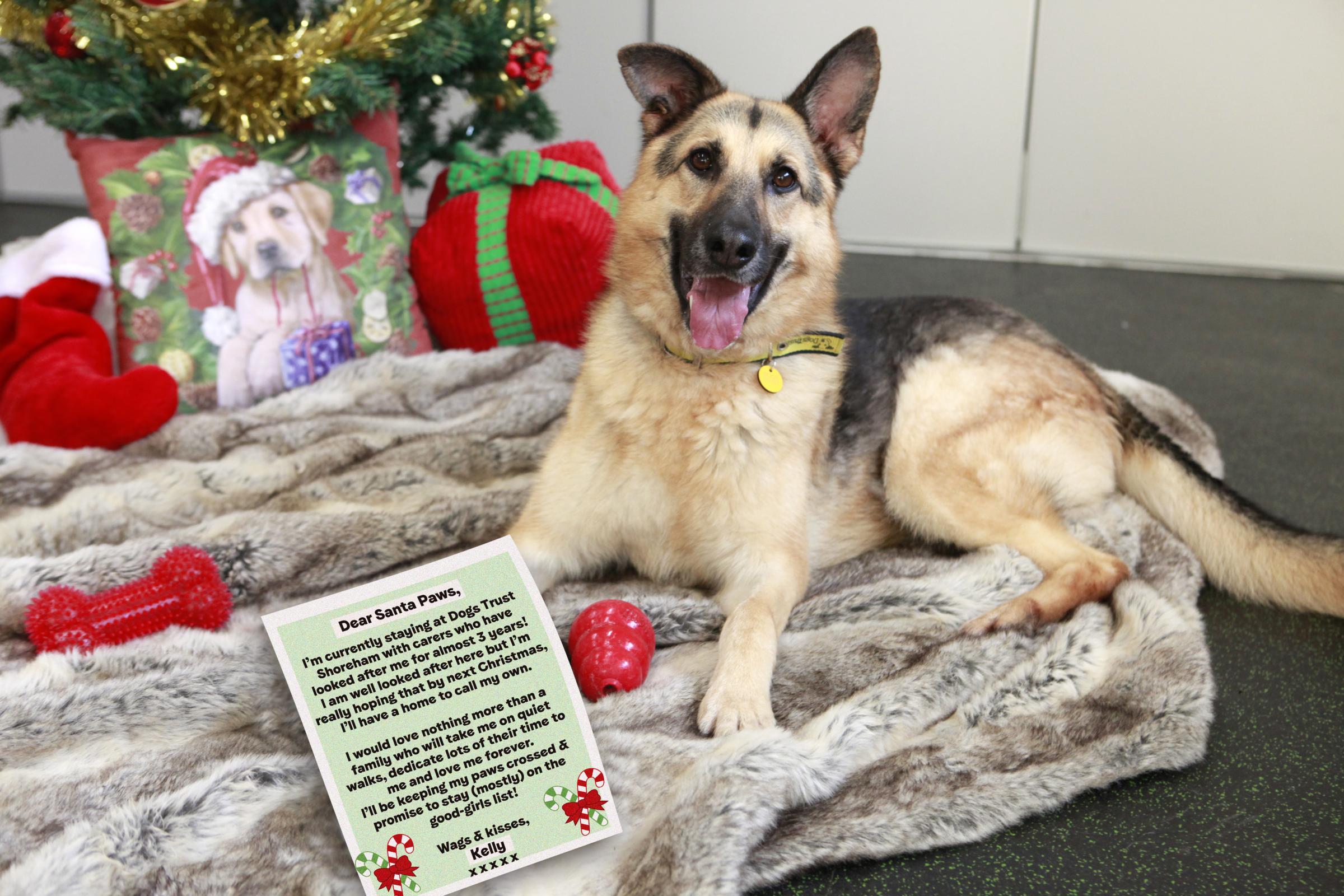 Shoreham Dogs Trust Appeals To Santa Paws For Pets In Need Of A Home The Argus