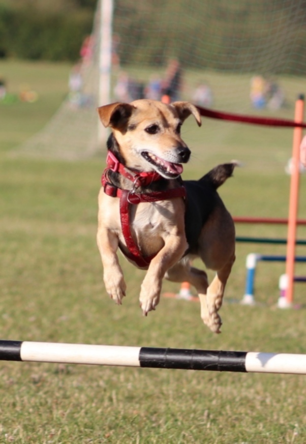 Dog agility