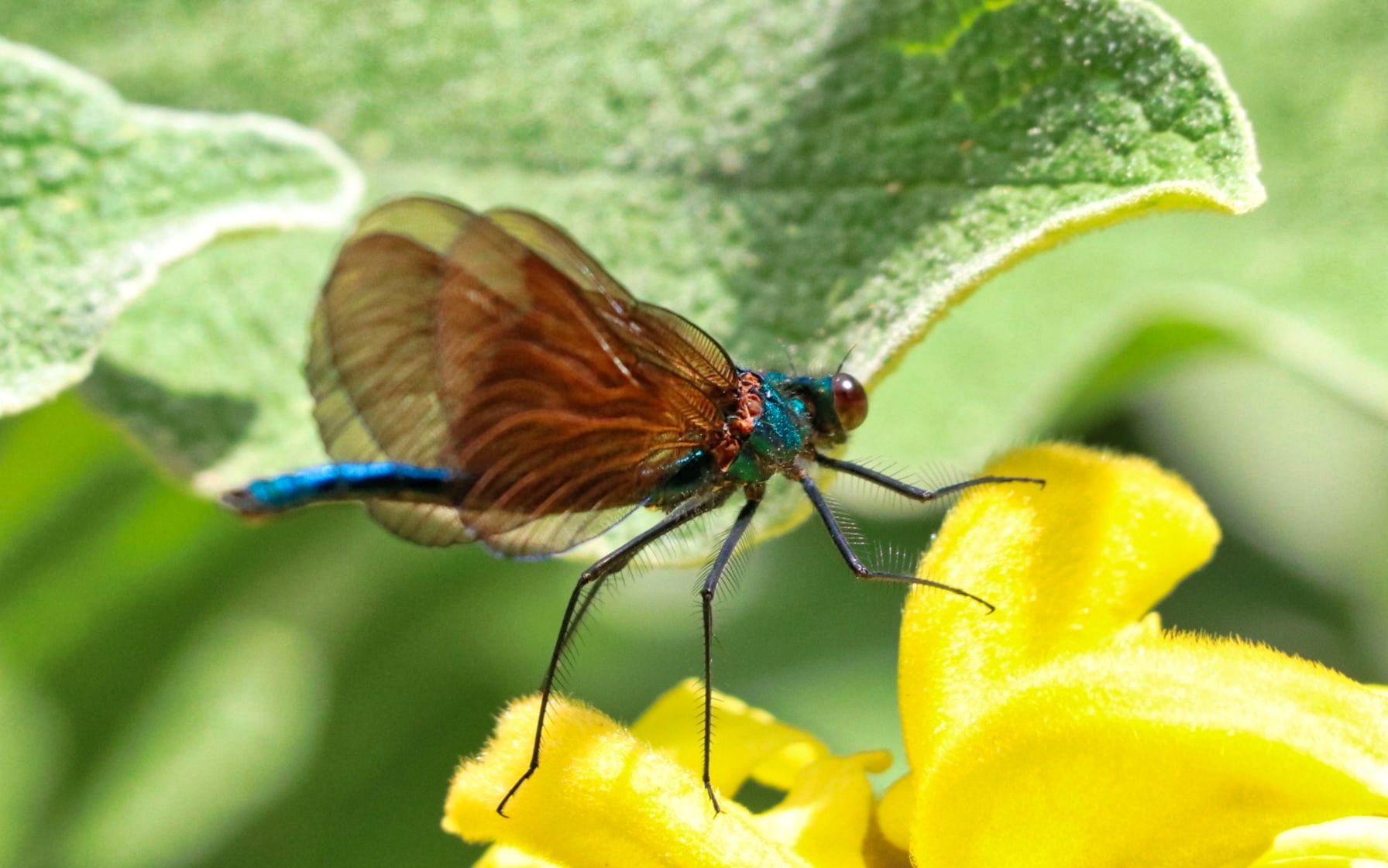 A beautiful dragonfly 