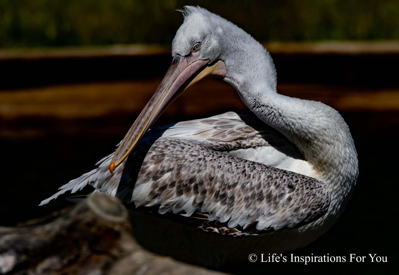 Nic Pimm tried out her new camera at the pelican lake at Arundel