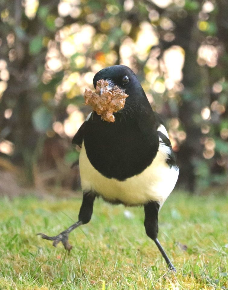 ‘There’s nothing like fresh manure for nest building’ says David Bolton, who took this comical picture at Southwick