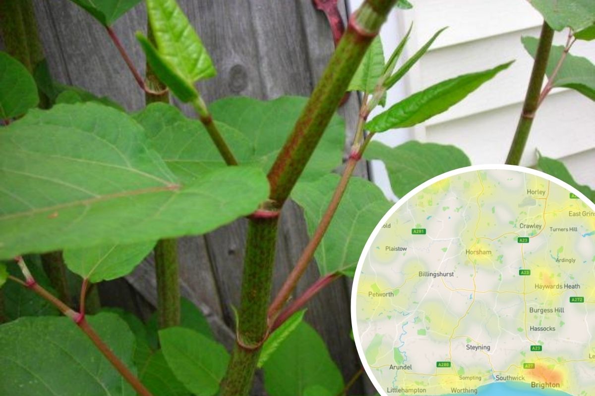 Revealed Japanese Knotweed Infestation Hotspots In Sussex The Argus