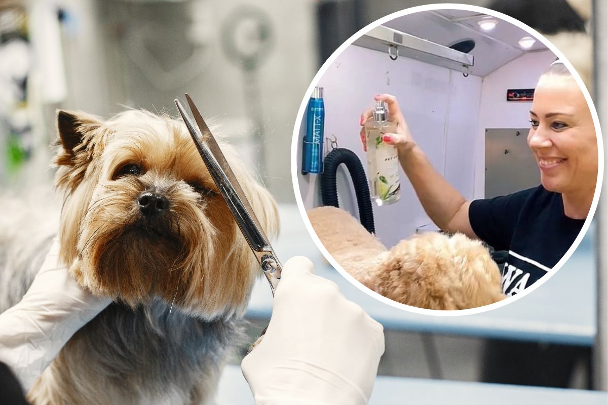 Eastbourne dog groomer wins top role from TikTok videos