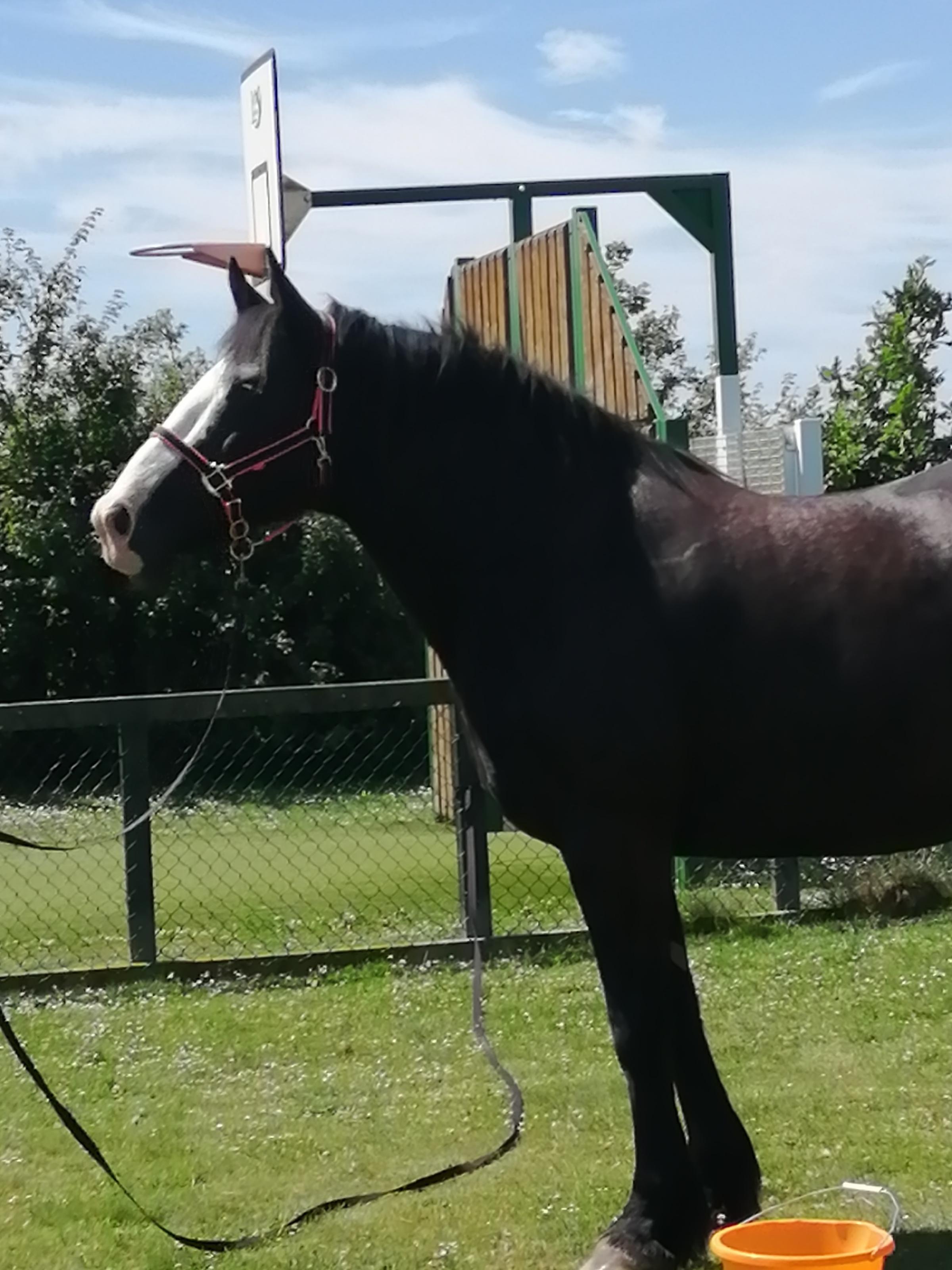 Ebony, Courtesy Of Pagham Ponies