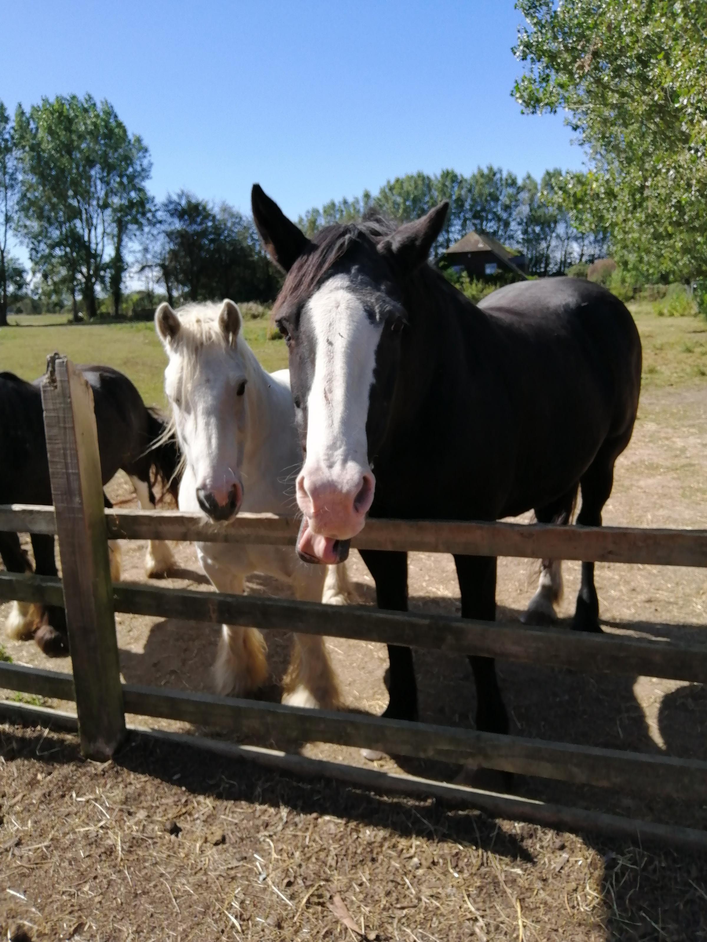 Rescue Horses And Ponies, Courtesy Of Pagham Ponies