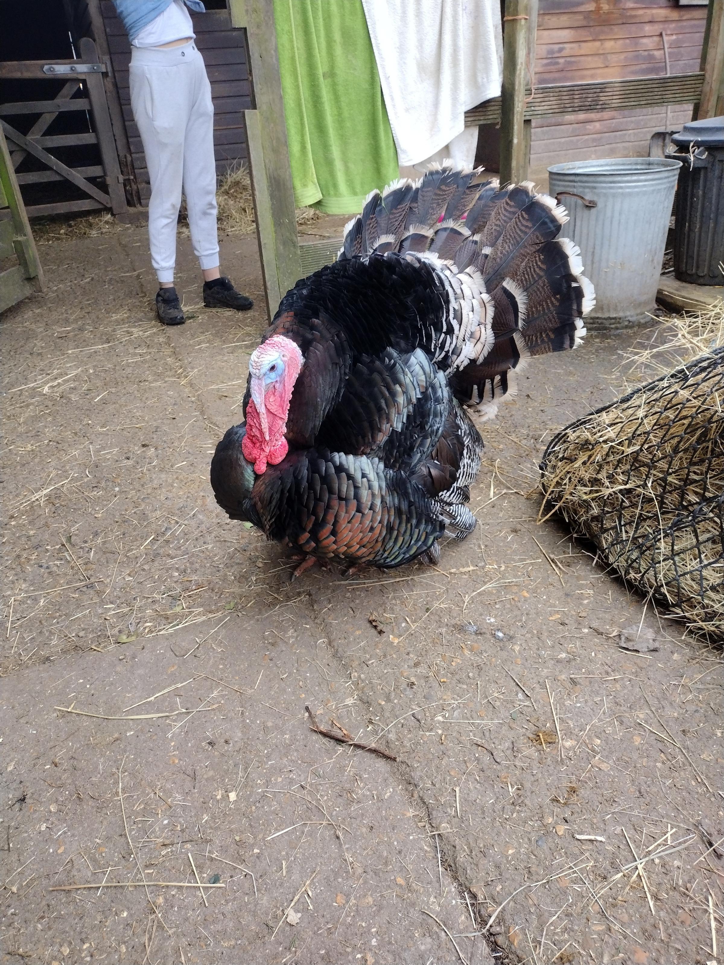 Rescue Turkey, Courtesy Of Pagham Ponies