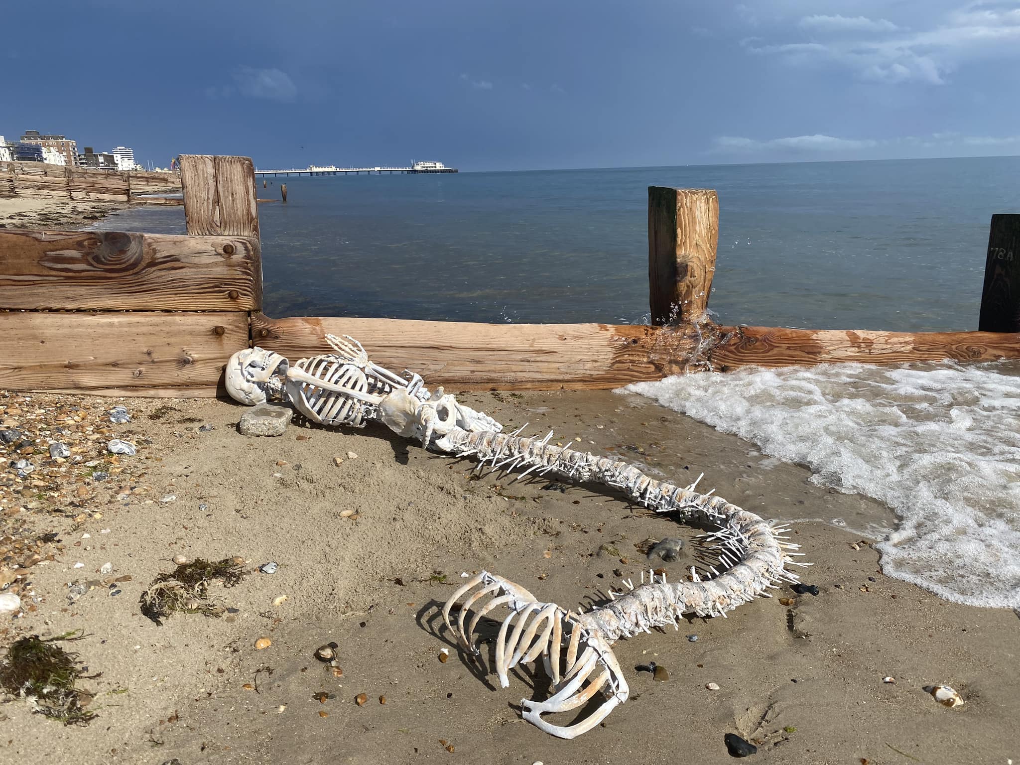 Shock as 'mermaid skeleton' washes up on busy beach