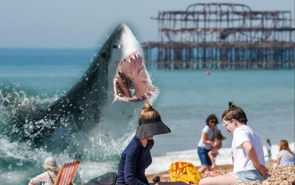 Great White Sharks Off Brighton Beach By 50 Says Expert The Argus